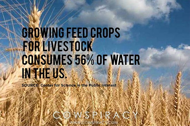 Foto: facebook.com/cowspiracymovie