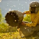 medena zemlja, honeyland