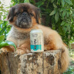 lagano pivo